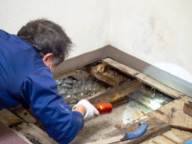 Best Localized Mold Remediation (e.g., coastal areas, humid climates) in Ramsey, MN