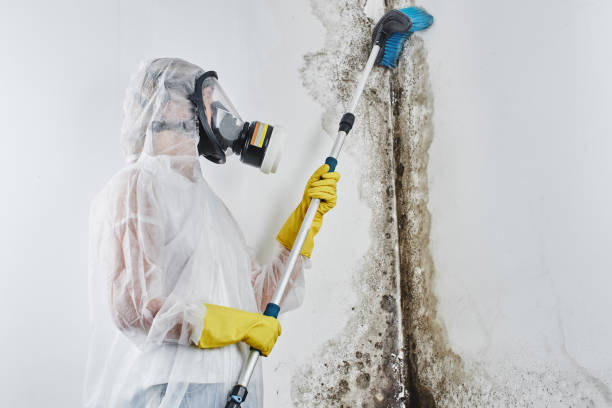 Best Bathroom Mold Remediation in Ramsey, MN