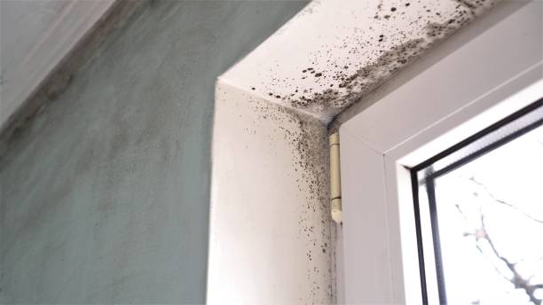 Best Mold Remediation for Specific Building Types in Ramsey, MN