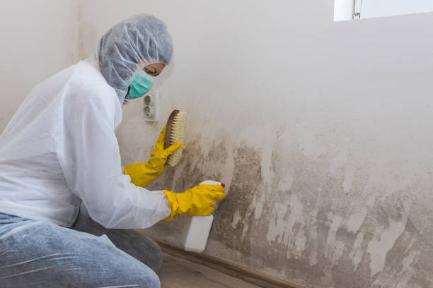 Best Black Mold Remediation in Ramsey, MN