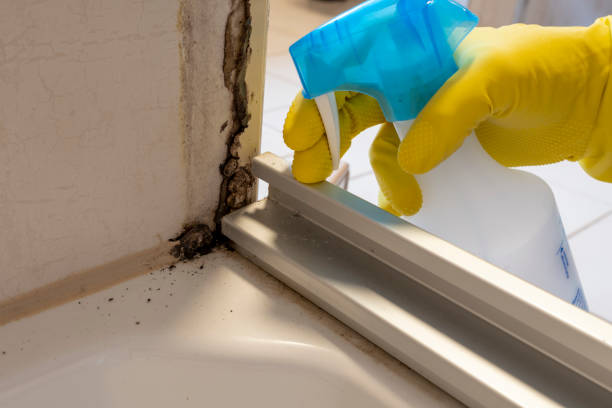 Best Industrial Mold Remediation in Ramsey, MN