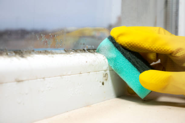 Best Emergency Mold Remediation in Ramsey, MN