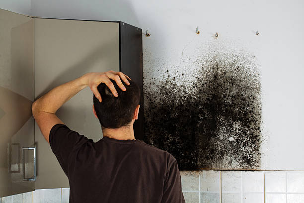 Best Insurance-Related Mold Remediation in Ramsey, MN
