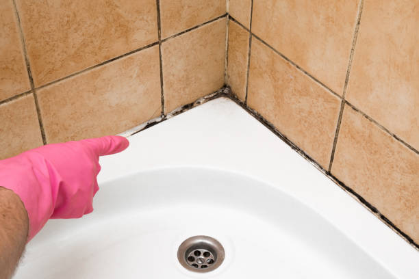 Best Kitchen Mold Remediation in Ramsey, MN