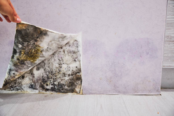 Best DIY Mold Remediation Support Services in Ramsey, MN
